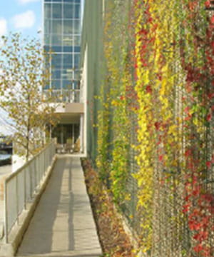 Base covered by climbing plants